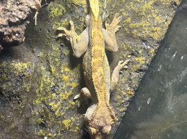 Adult male cheeses gecko