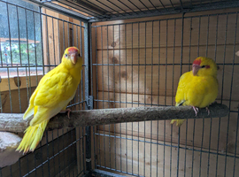 I male and 1 female kakariki