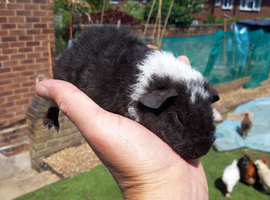 Baby Teddy Guinea pig - Available Now 2 for &pound;70