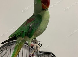 Hand tame Alexandrian parrot