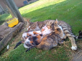 3 gorgeous Bengal X BSH kittens for sale