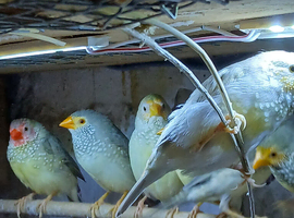 Starfinch