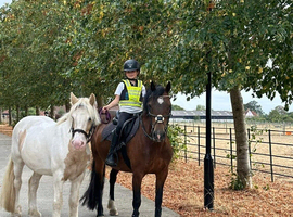 WANTED - SPSBS Registered Shetland Pony &ndash; Experienced Young Rider