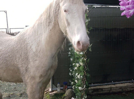 Spanish Mustang Gelding