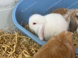 Mini Lop babies
