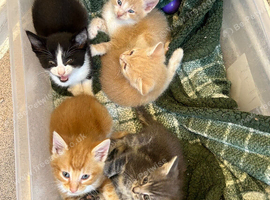 Gorgeous Kittens Ready To Be Reserved