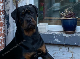 Male Rottweiler for rehoming