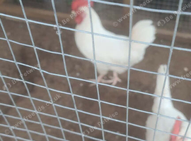 Leghorn cockerel