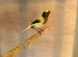 2 x lovely young canaries