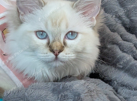 Chocolate TICA lynx mitted Ragdoll