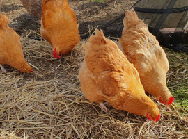 Buff Orpington 6x hatching eggs