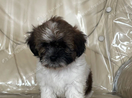 Cute & Cuddly Shorkie Puppies Available