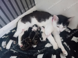 5 gorgeous kittens