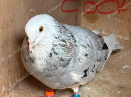 Roller pigeons