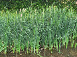 Pond plants