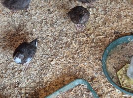 Baby cortinux quail