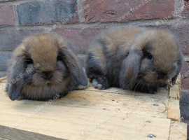 Mini lops sooty fawn