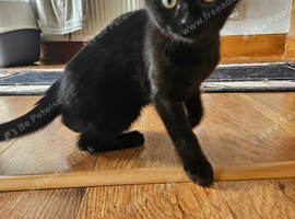 16 week old black female
