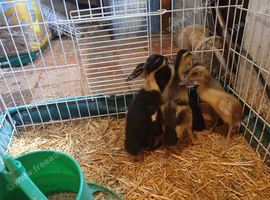 Indian runner ducklings