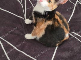 Kitten female