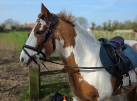 12.3hh beautiful cob mare