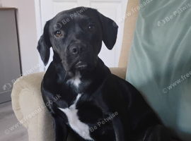 Spaniel frenchie mix