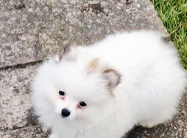 Male Russian pomeranian