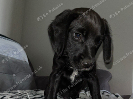 Last puppy