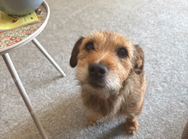 patterdale X plumber terrier