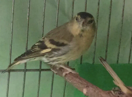 finches