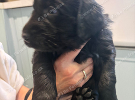 RKC BLACK FLAT COATED RETRIEVERS