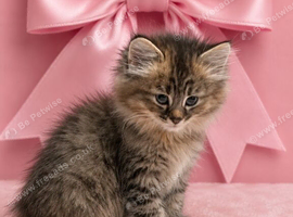 Beautiful female kitten