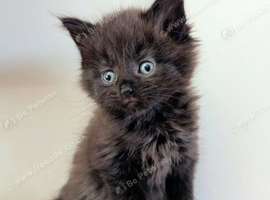Gorgeous very Fluffy Chocolate Kittens, part Savannah part British Blue