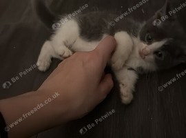 2 grey male kittens