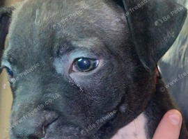Staffordshire bull terrior puppys