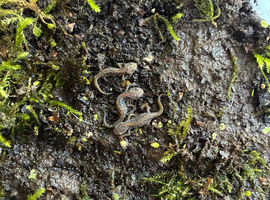 Alpine Newts newly morphed - 4 for &pound;25