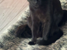 Kittens ready 14th June