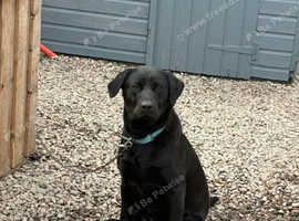 Male Labrador stud
