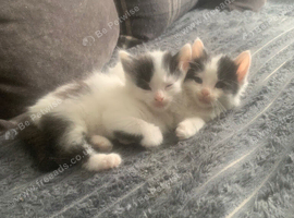 Domestic cats