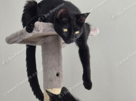 Kittens for Sale