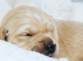 8 KC Beautiful Golden Retriever Puppies Looking for Their Forever Families