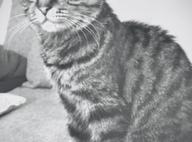 Female cat 3 years