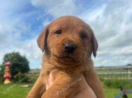 One fox red boy left