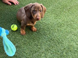 Miniature dashund puppy for sale