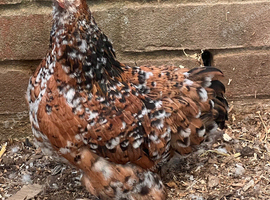 Pekin bantams for sale