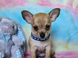 Long & short coat chihuahuas READY NOW