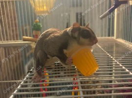 Two Male Sugar Gliders