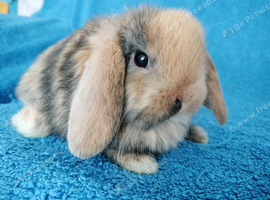 Selection of mini lop babies available