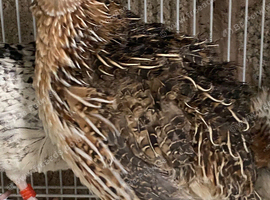 Jumbo quail MALES