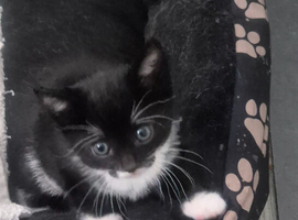 Cute, adorable kitten